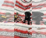 Small Photo #7 Labrador Retriever Puppy For Sale in MERIDEN, KS, USA