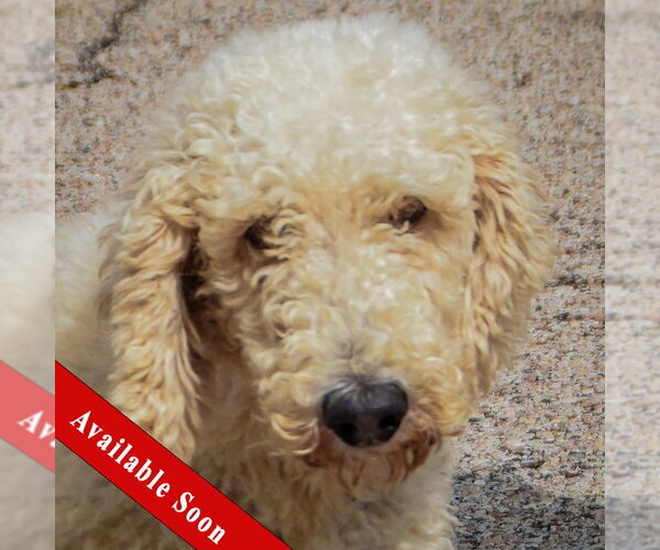 Medium Photo #1 Mutt Puppy For Sale in Huntley, IL, USA