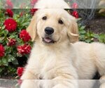 Small Photo #3 Golden Retriever Puppy For Sale in SUGARCREEK, OH, USA
