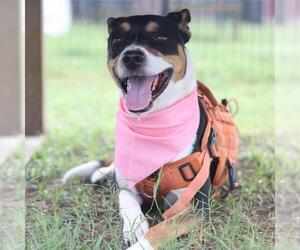 Mutt Dogs for adoption in San Antonio, TX, USA