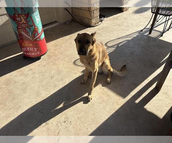 Medium Photo #1 German Shepherd Dog-Unknown Mix Puppy For Sale in San Antonio, TX, USA