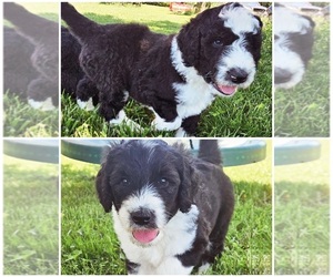 Sheepadoodle Puppy for sale in LAKE LYNN, PA, USA