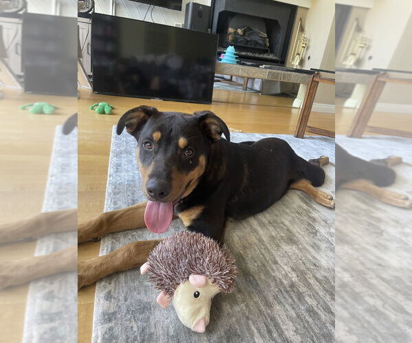Medium Photo #10 American Pit Bull Terrier-Unknown Mix Puppy For Sale in Dana Point, CA, USA