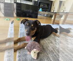 Small #9 American Pit Bull Terrier Mix