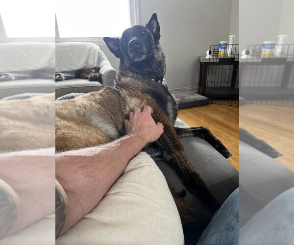 Medium Photo #11 Mutt Puppy For Sale in Imlay City, MI, USA