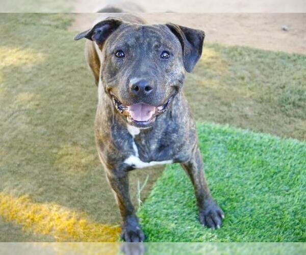 Medium Photo #1 American Staffordshire Terrier Puppy For Sale in Tallahassee, FL, USA