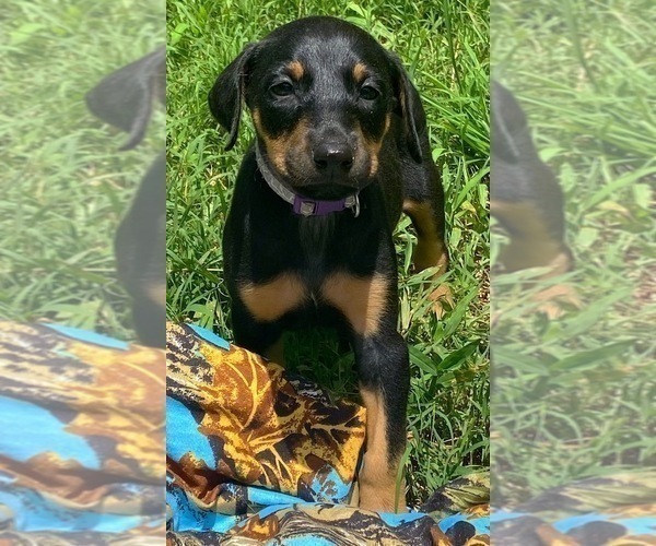 Medium Photo #21 Doberman Pinscher Puppy For Sale in MILL SPRING, NC, USA