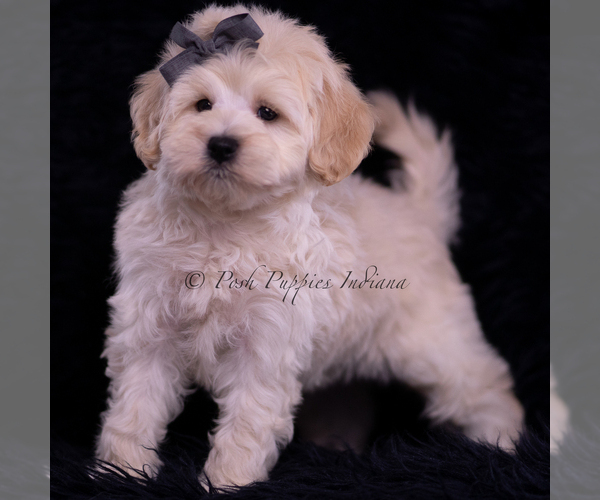 Medium Photo #119 Maltipoo (Miniature) Puppy For Sale in WARSAW, IN, USA