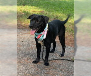 Jane - Female Labrador Retriever-Unknown Mix Dog for Adoption - Photo #2