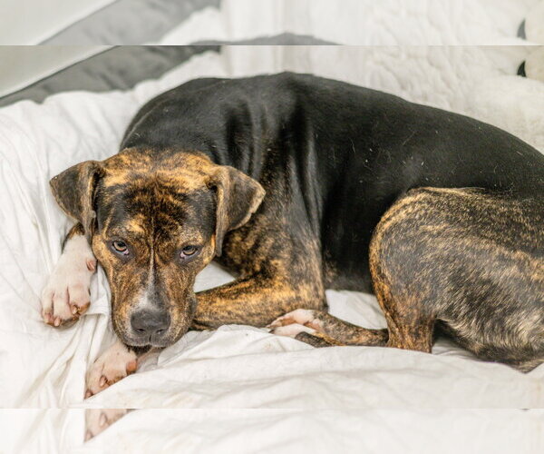 Medium Photo #3 Plott Hound-Unknown Mix Puppy For Sale in Hilton Head, SC, USA