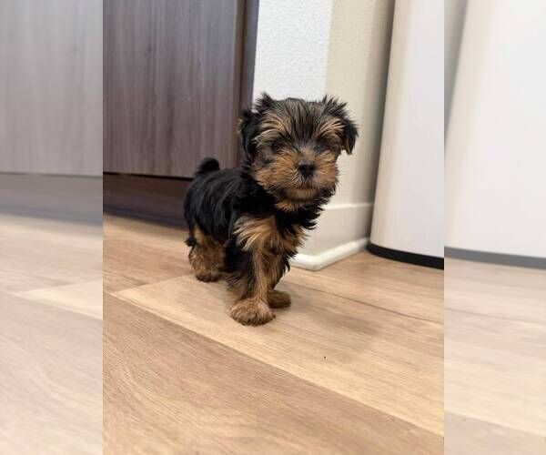 Medium Photo #4 Yorkshire Terrier Puppy For Sale in SAN DIEGO, CA, USA