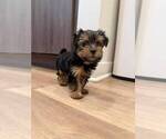 Small #3 Yorkshire Terrier