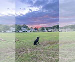 Small #2 Doberman Pinscher Mix