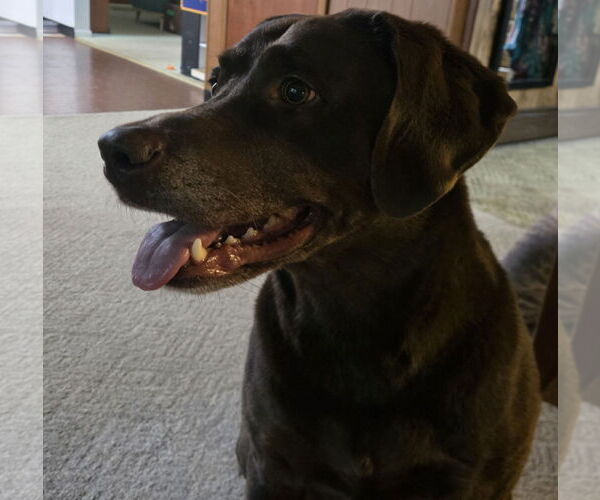 Medium Photo #2 Labrador Retriever Puppy For Sale in Warrington, PA, USA