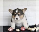 Small Photo #6 Pembroke Welsh Corgi Puppy For Sale in PARADISE, PA, USA