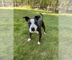 King (from NYC) - Male American Pit Bull Terrier-Staffordshire Bull Terrier Mix Dog for Adoption - Photo #26
