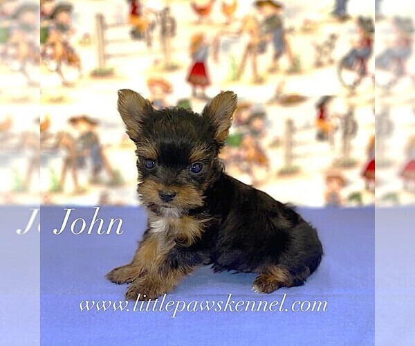 Medium Photo #1 Yorkshire Terrier Puppy For Sale in WINNSBORO, LA, USA