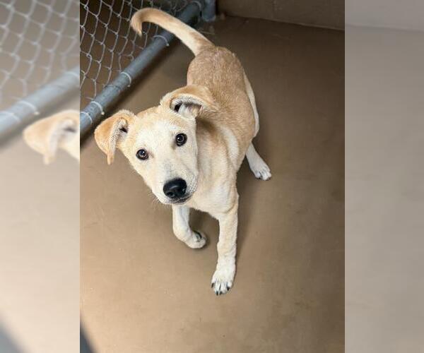 Medium Photo #1 Labrador Retriever-Unknown Mix Puppy For Sale in Chula Vista, CA, USA