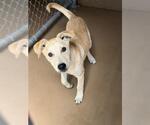 Small Labrador Retriever Mix