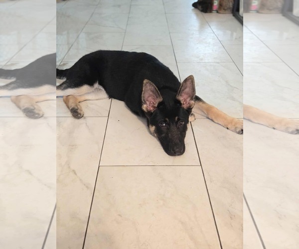 Medium Photo #5 German Shepherd Dog Puppy For Sale in Gretna, NE, USA