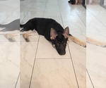 Small #4 German Shepherd Dog