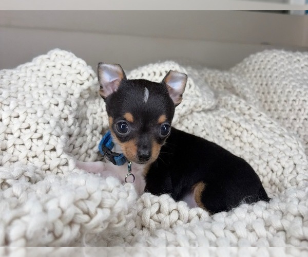 Medium Photo #10 Chihuahua Puppy For Sale in CHARLOTTE, NC, USA