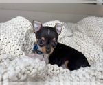 Small #9 Chihuahua