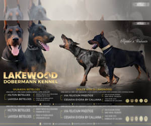 Doberman Pinscher Puppy for Sale in FORT LAUDERDALE, Florida USA