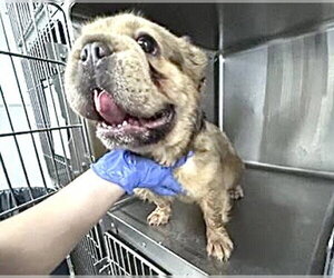 French Bulldog Dogs for adoption in Houston, TX, USA