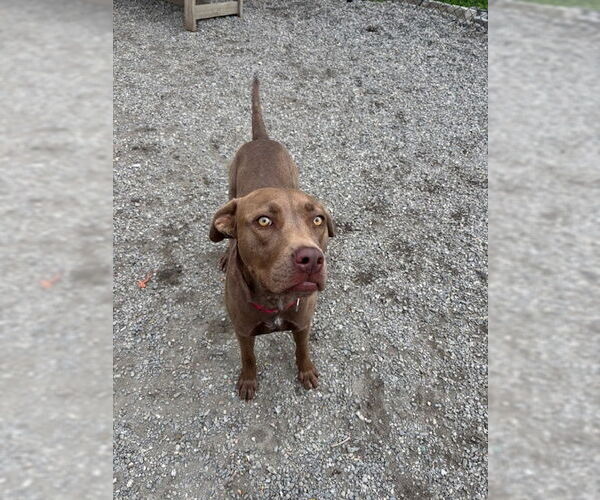 Medium Photo #10 Mutt Puppy For Sale in Elmsford, NY, USA
