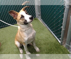 German Shepherd Dog-Unknown Mix Dogs for adoption in Downey, CA, USA