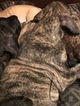 Small Photo #29 Great Dane Puppy For Sale in WEIRTON, WV, USA