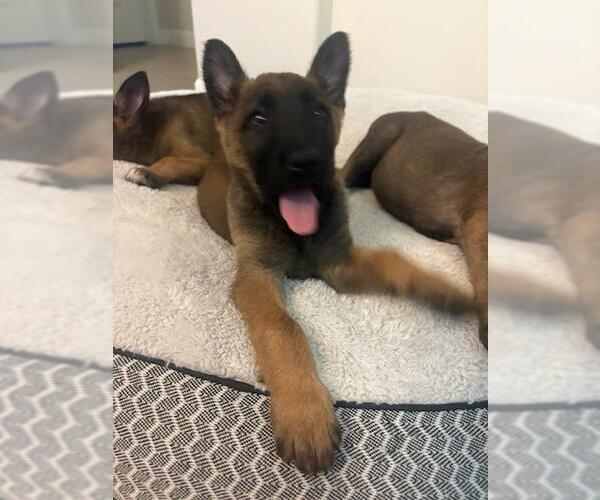 Medium Photo #1 Mutt Puppy For Sale in Imlay City, MI, USA