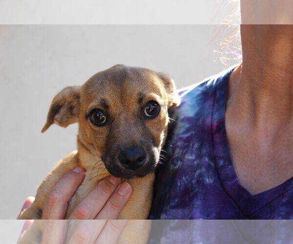 Medium Photo #2 Chihuahua Puppy For Sale in Imperial Beach, CA, USA