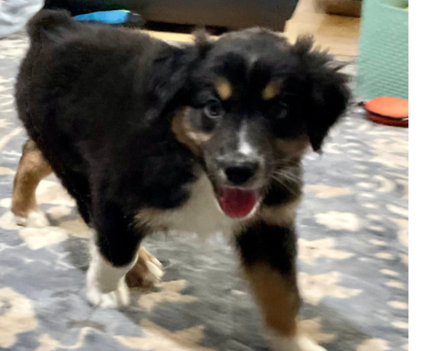 Medium Photo #1 Australian Shepherd Puppy For Sale in OLD LYME, CT, USA