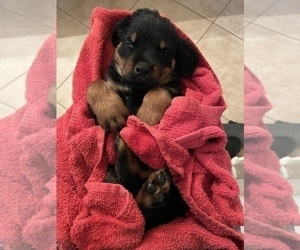 Rottweiler Puppy for sale in MARICOPA, AZ, USA