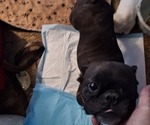 Small Photo #1 French Bulldog Puppy For Sale in MANTECA, CA, USA