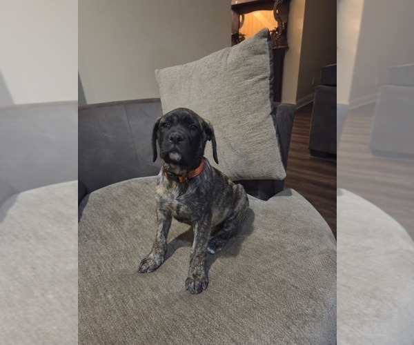 Medium Photo #3 Mastiff Puppy For Sale in WALNUT COVE, NC, USA