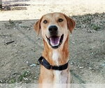 Small #1 Labrador Retriever Mix