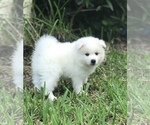 Small Photo #6 American Eskimo Dog Puppy For Sale in MERRITT IS, FL, USA