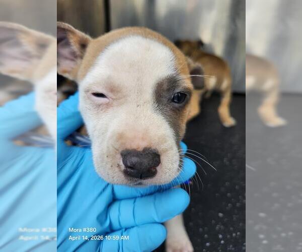 Medium Photo #1 American Staffordshire Terrier-Unknown Mix Puppy For Sale in San Antonio, TX, USA