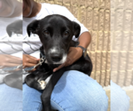 Small #3 Mutt