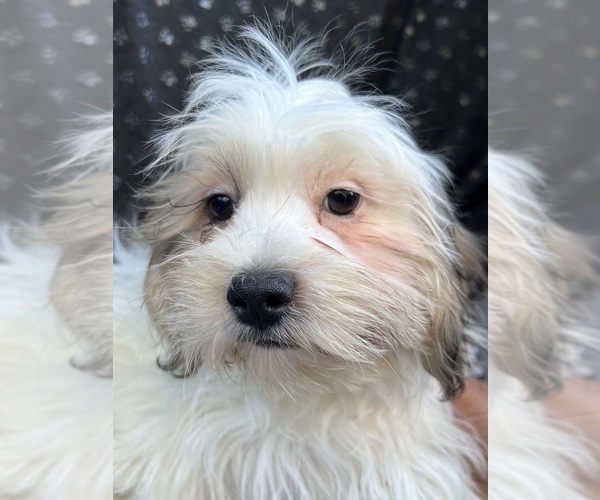 Medium Photo #25 Zuchon Puppy For Sale in RENO, NV, USA