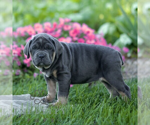 Medium Photo #5 Cane Corso Puppy For Sale in LANCASTER, PA, USA
