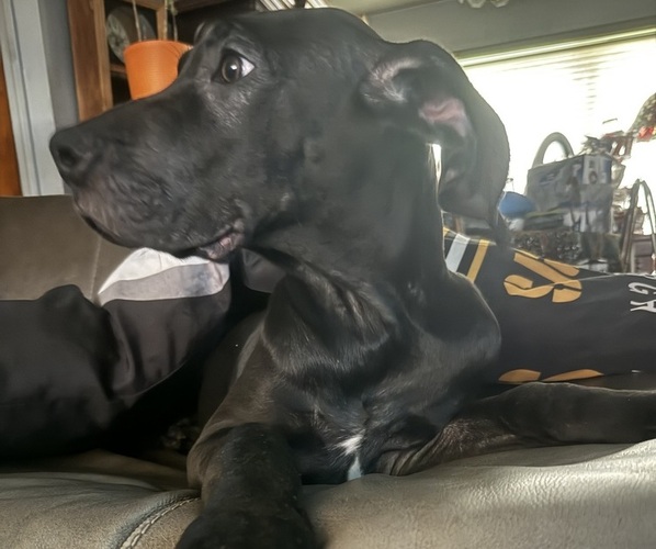 Medium Photo #1 Great Dane Puppy For Sale in ALIQUIPPA, PA, USA
