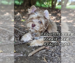Yorkshire Terrier Puppy for Sale in MEMPHIS, Tennessee USA