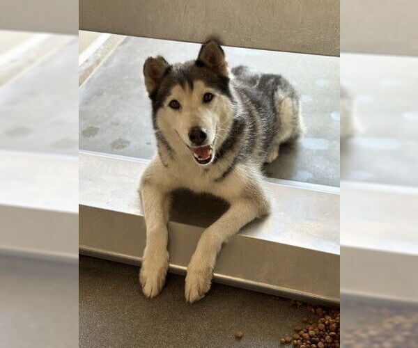 Medium Photo #1 Siberian Husky Puppy For Sale in San Bernardino, CA, USA