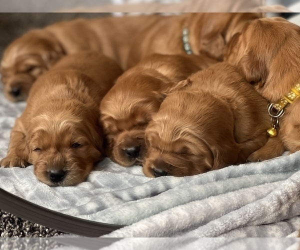 Medium Photo #3 Golden Irish Puppy For Sale in SHEDD, OR, USA