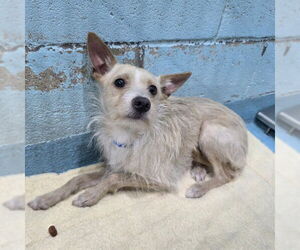 Mutt Dogs for adoption in Long Beach, CA, USA