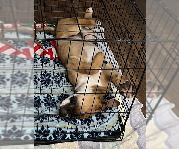 Medium Photo #4 Boxer-Unknown Mix Puppy For Sale in Salt Lake City, UT, USA